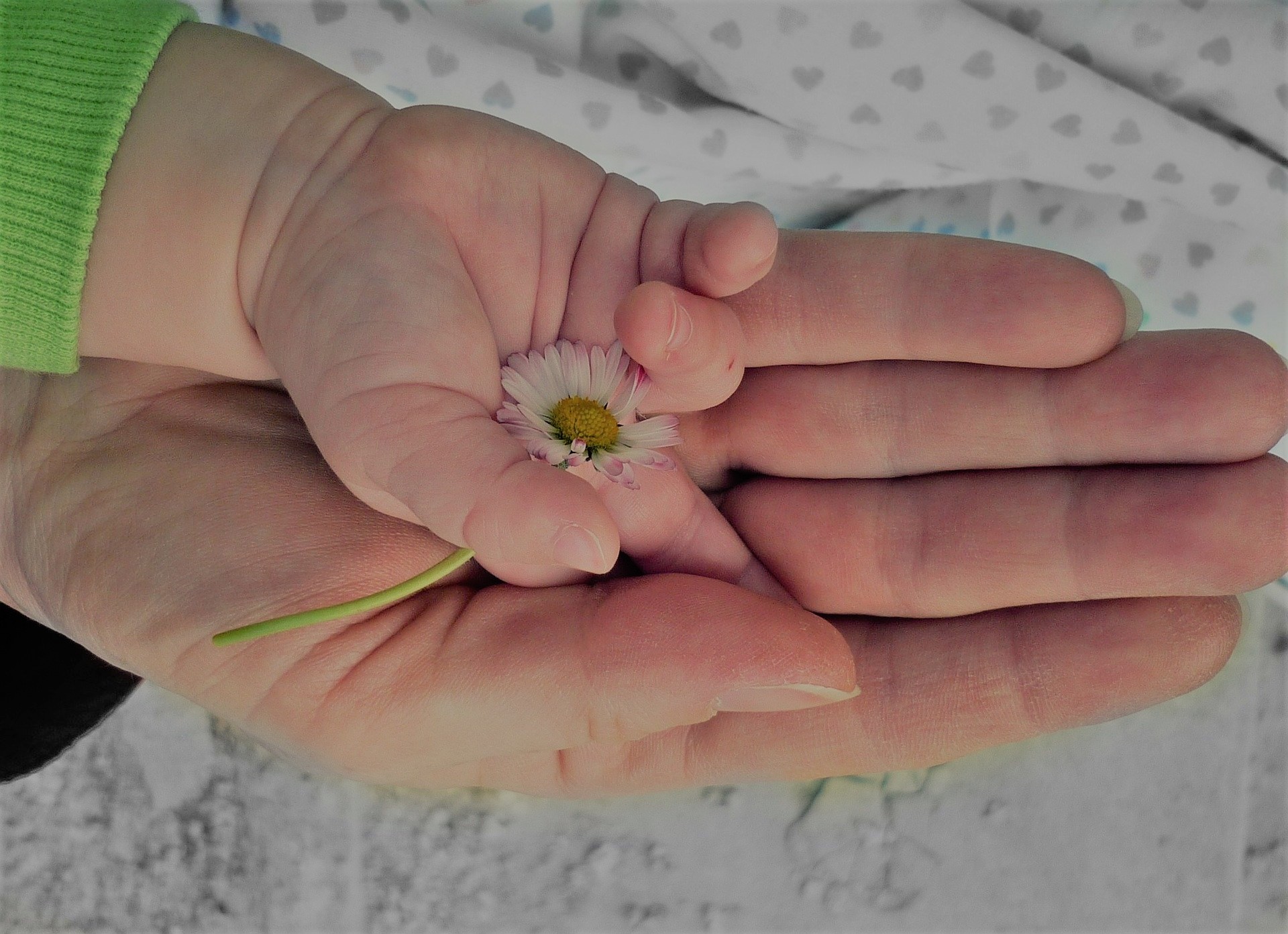 mano de adulto y sobre ella mano de un bebe que sostiene una flor. mente no dual.