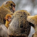 La verdadera empatía según un curso de milagros. Familia de monos