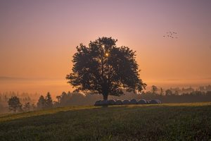 Árbol en un valle, amanecer